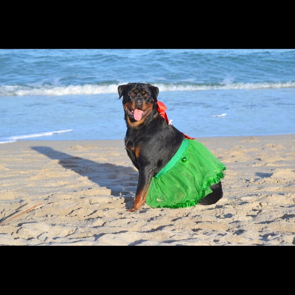 Meet your Posher, Brianne - Picture 1 of 1